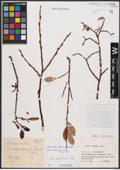 Salix bicolor Ehrh. ex Willd.